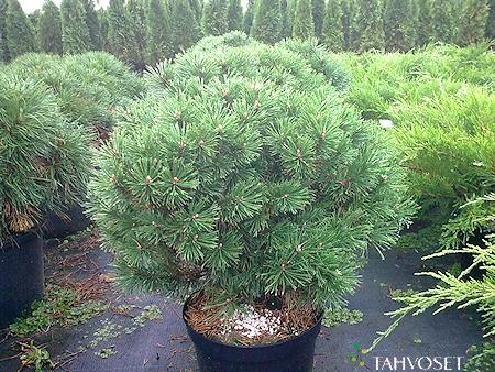 Pinus mugo 'Mops', kpivuorimnty
